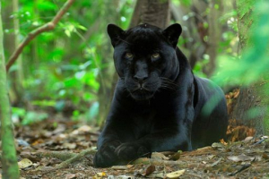 Crna pantera Crna pantera